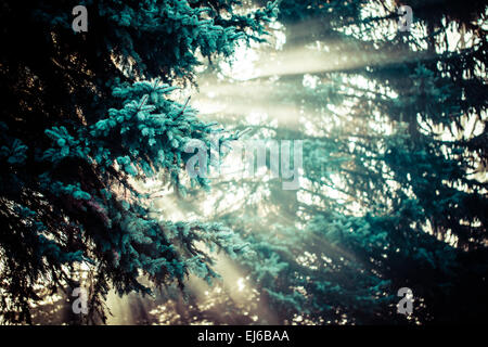 Beaux rayons dans une forêt de pins, la Pologne. Banque D'Images