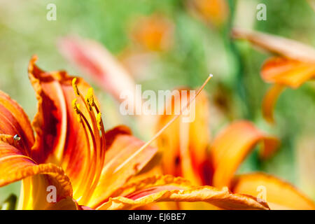 Macro d'orange et lis jaune des Incas (Alstroemeria) dans un bouquet de fleurs. Banque D'Images