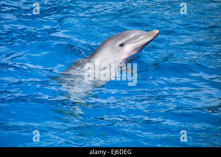 Les dauphins nager dans la piscine Banque D'Images