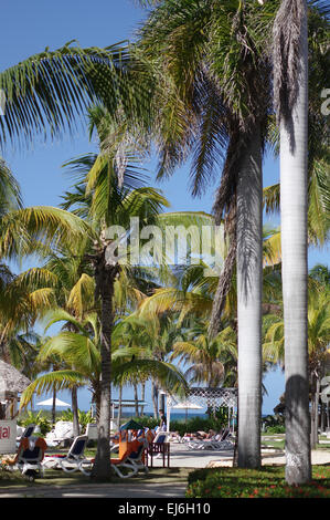 Entre le peuple cubain Royal Palm et des cocotiers dans le magnifique complexe hôtelier tropical Banque D'Images