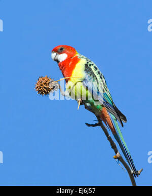 Rosella Platycercus eximius (l'Est) Banque D'Images