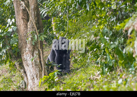 Gorille de montagne debout dans la forêt, Groupe Rushegura, Forêt impénétrable de Bwindi, en Ouganda Banque D'Images