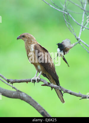 Haliastur sphenurus kite (sifflement) d'être agressé par un Willie Bergeronnette (Rhipidura leucophrys), Fogg Dam, Territoire du Nord, NT, Australie Banque D'Images