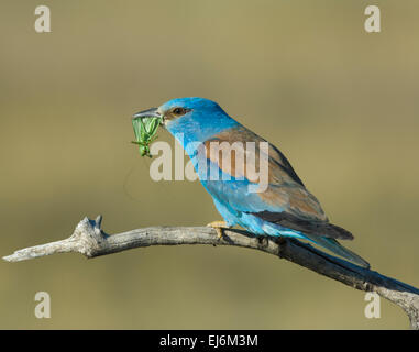 Coracias garrulus European (rouleau), Hongrie Banque D'Images