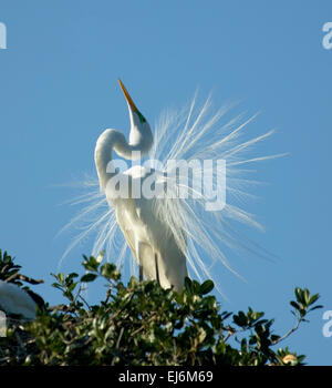 Grande Aigrette Ardea alba affichage St Augustine Alligator Farm Florida USA Banque D'Images