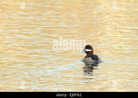 Femelle adulte canard petit garrot (Bucephala albeola) sur l'eau. Banque D'Images