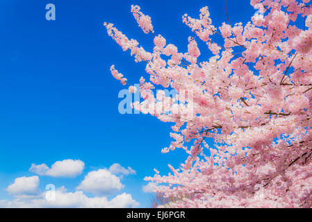 Fleurs rose sur cherry tree avec des nuages. Banque D'Images