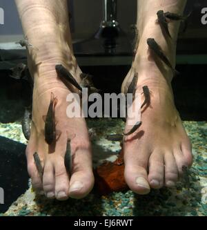 Fichier - une archive photo datée du 23 septembre 2014 montre de petits poissons (Garra Rufas) grignoter les pieds d'un client dans le salon 'Garra Rufa' en Kiel, Allemagne. Ces poissons sont d'effectuer des pédicures dans un nombre croissant de villes allemandes. Photo : Carsten Rehder/dpa Banque D'Images