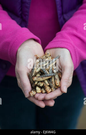 Les insectes comestibles. Femme tenant des sauterelles. L'avenir de l'alimentation Banque D'Images