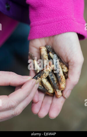 Les insectes comestibles. Femme tenant des sauterelles. L'avenir de l'alimentation Banque D'Images