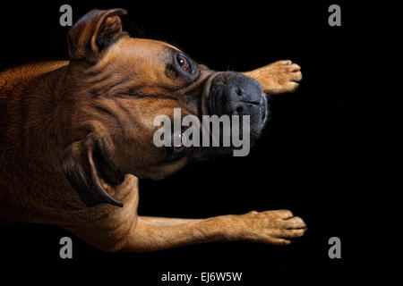 Magnifique portrait d'un chien boxer sur fond noir Banque D'Images