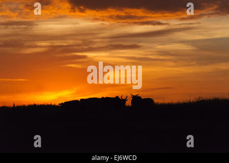 Silhouette de bovins sur la rive de la rivière Kaladan au coucher du soleil, Sittwe, l'État de Rakhine, au Myanmar Banque D'Images