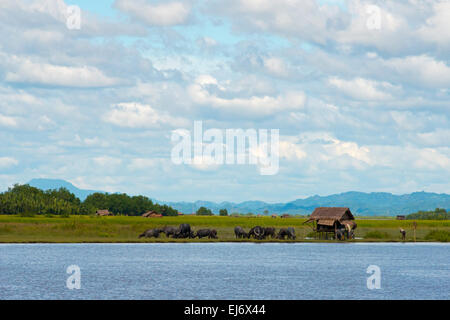 Maisons de village et des buffles d'eau sur la rive de la rivière Kaladan, entre Sittwe et Mrauk-U, l'État de Rakhine, au Myanmar Banque D'Images