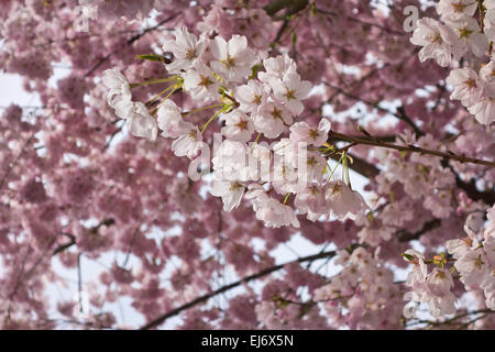 Arbres Prunus Rose Avec Fleurs Sur Chaque Côté Du Lecteur