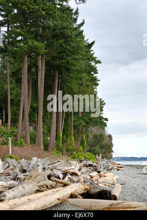 Côte sauvage et plage avec du bois flotté et de grands sapins près de la Sunshine Coast Sechelt en Colombie-Britannique, Canada. Banque D'Images