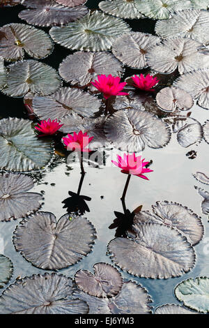 Fleurs de Lys et les pads, lac Inle, l'État de Shan, Myanmar Banque D'Images