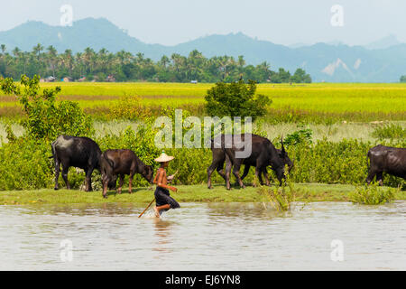 Le buffle d'eau sur la rive de la rivière Kaladan, entre et Sittwe Mrauk-U, l'État de Rakhine, au Myanmar Banque D'Images