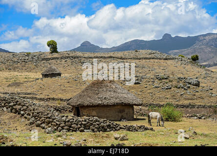 Hut Oromo ronde au toit de chaume dans un paysage montagneux de l'Ethiopian highland, zone de balle, Oromiya, Ethiopie Banque D'Images