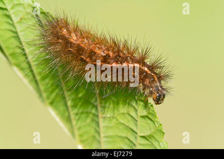 La chenille de papillon mousseline (Diaphora mendica), Tyrol, Autriche Banque D'Images