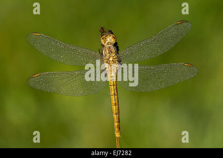 (Orthetrum coerulescens skimmer carénées), femme, Burgenland, Autriche Banque D'Images