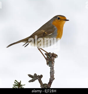 European Robin (Erithacus rubecula aux abords), Tyrol, Autriche Banque D'Images