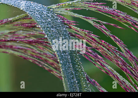 Roseau commun (Phragmites australis), oranger, Burgenland, Autriche Banque D'Images