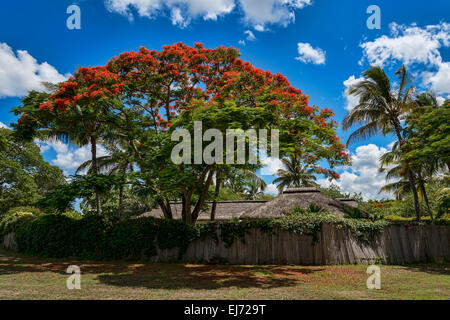 Royal Poinciana (Delonix regia) en face de hut, Maurice Banque D'Images