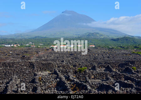 Verdelho région viticole, le mont Pico, l'île de Pico, Açores, Portugal Banque D'Images