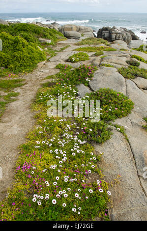 Fleurs de Printemps, le Parc National de la côte ouest, section Postberg, Afrique du Sud Banque D'Images