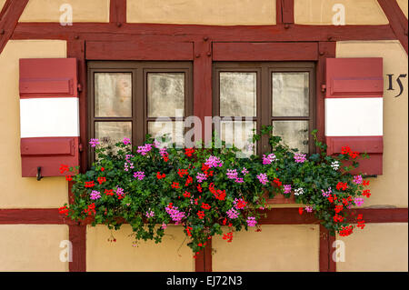 Fenêtre avec des géraniums (Pelargonium sp.) sur la maison à colombages, Bâtiment du Secrétariat, Château extérieur Kaiserburg, Banque D'Images