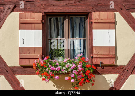 Fenêtre avec des géraniums (Pelargonium sp.) sur la maison à colombages, Bâtiment du Secrétariat, Château extérieur Kaiserburg, Banque D'Images