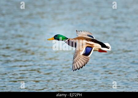 Le Canard colvert (Anas platyrhynchos) mâle en vol, Zugerseee, Suisse Banque D'Images