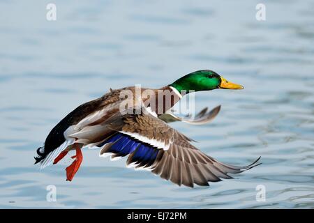 Le Canard colvert (Anas platyrhynchos) mâle en vol, Zugerseee, Suisse Banque D'Images