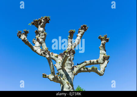 Élagué linden tree against blue sky, France Europe Banque D'Images