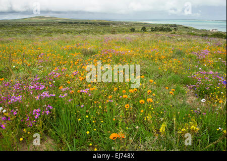 Fleurs de Printemps, le Parc National de la côte ouest, section Postberg, Afrique du Sud Banque D'Images