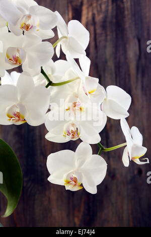 Rameau en fleurs d'Orchidées blanches. Banque D'Images