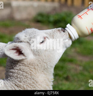 Alimentation à partir de l'agneau de printemps une bouteille de lait Banque D'Images