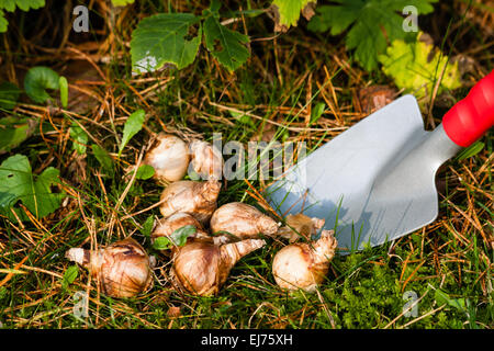 Bulbes à fleurs dans le jardin Banque D'Images