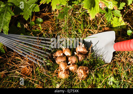 Bulbes à fleurs dans le jardin Banque D'Images