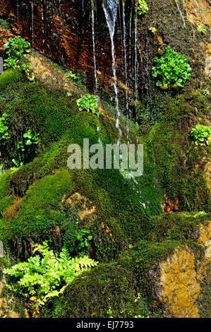 L'eau qui coule sur des roches couvertes de mousse au printemps Caerfai Bay St Davids, Pembrokeshire Wales Cymru UK GO Banque D'Images