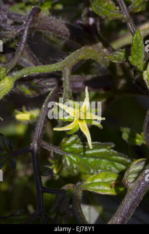 Fleur jaune tomate unique Banque D'Images