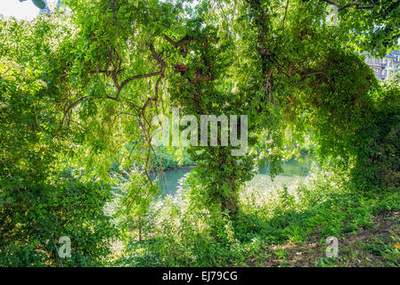 La végétation verte au bord de l'eau de la rivière Aar Strasbourg Alsace France Europe Banque D'Images