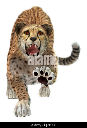 Numérique 3D render of a hunting cheetah isolé sur fond blanc Banque D'Images