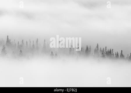 Arbres dans la brume du matin, Engerdalsfjellet, Norvège Banque D'Images