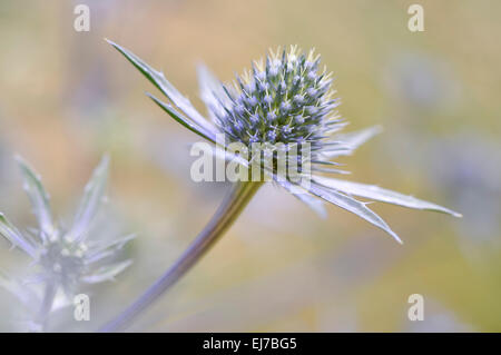 Close up d'un Eryngium planum fleur avec un bleu spikey ruff. Banque D'Images