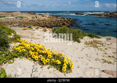 Fleurs de Printemps, la réserve naturelle de Cape Columbine, Paternoster, Afrique du Sud Banque D'Images