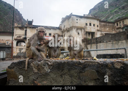 Macaque rhésus Banque D'Images