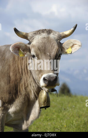 Tête de vache en Bavière Banque D'Images