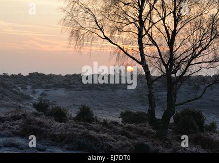 Le soleil suspendu dans les branches d'un bouleau argenté arbre un matin gelé Banque D'Images