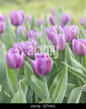 Tulipes pourpres Banque D'Images